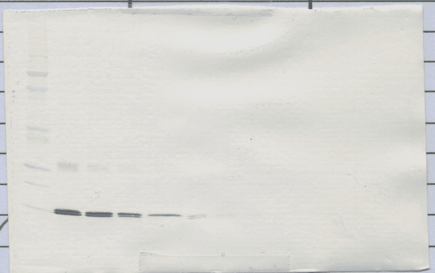 Leptin Antibody