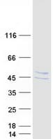 Human STARS / ABRA Protein (Recombinant Myc-DDK (Flag))