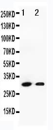 Polyclonal Rabbit anti-Human GZMB / Granzyme B Antibody (aa168-184, WB)