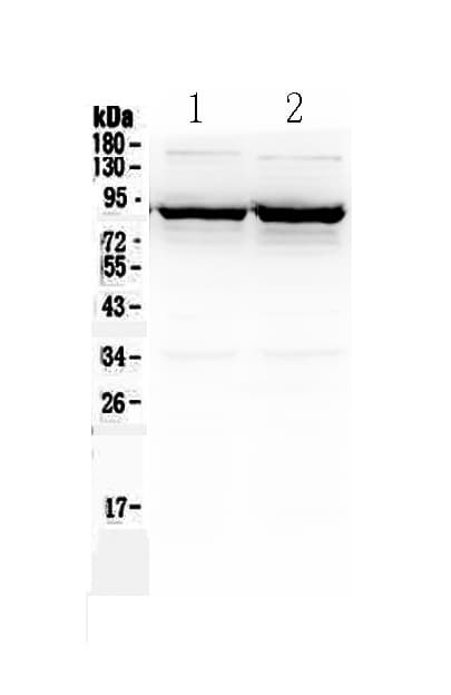 Polyclonal Rabbit anti-Human SLC6A1 / GAT-1 Antibody (WB)