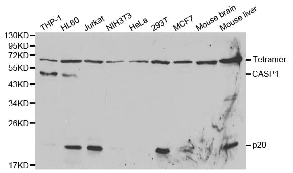 CASP1 / Caspase 1 Antibody