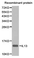 Polyclonal Rabbit anti-Human IL13 Antibody (IHC, WB)