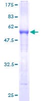 Human SERPINB8 Protein (Recombinant GST)
