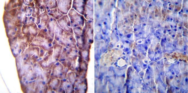 KDEL Tetrapeptide Antibody