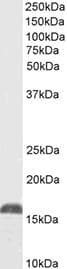 LGALS13 / Galectin 13 Antibody