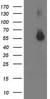 ITFG2 Antibody (clone OTI3A5)
