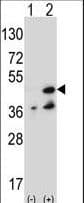 NME7 Antibody (aa25-55)