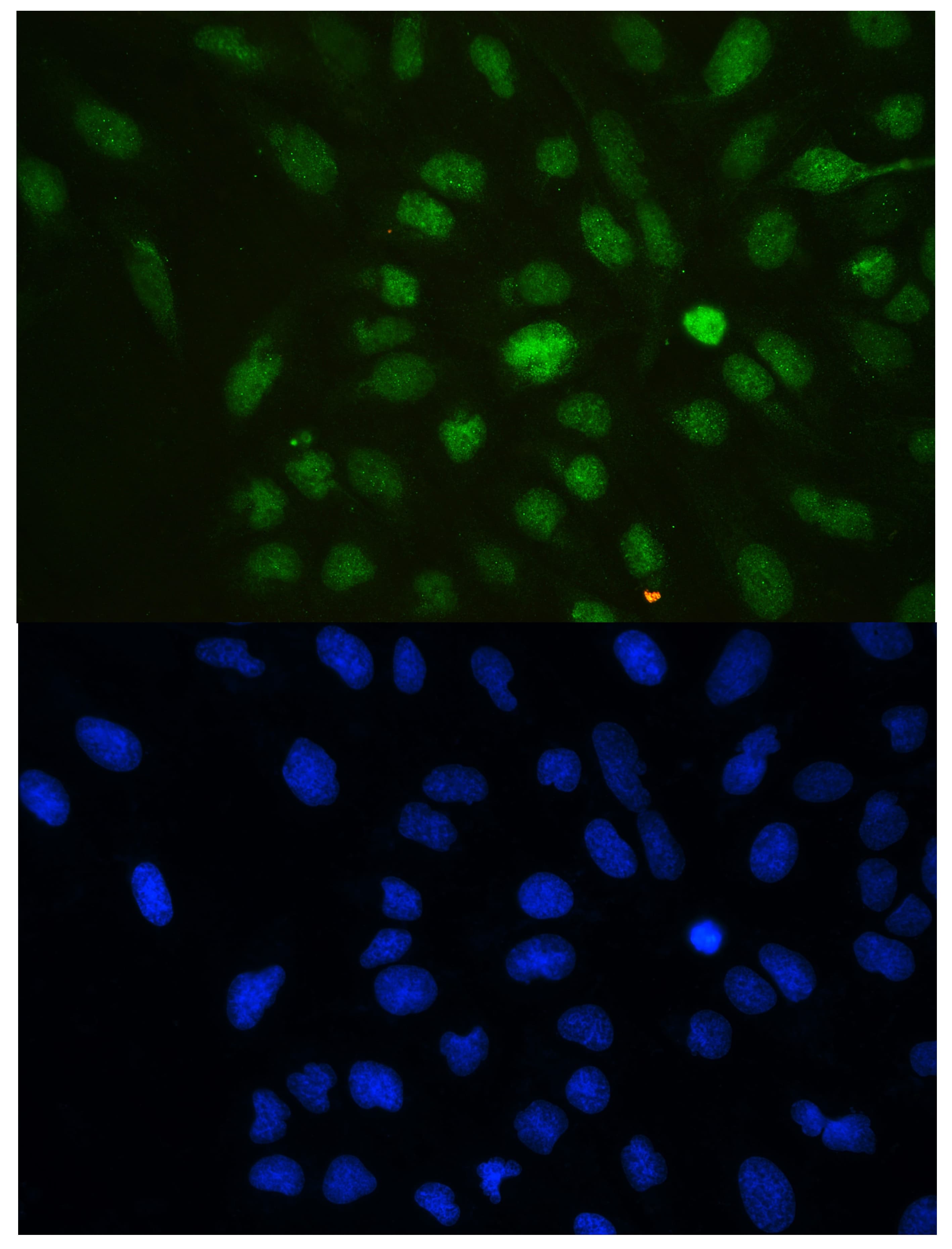 CBX3 / HP1 Gamma Antibody