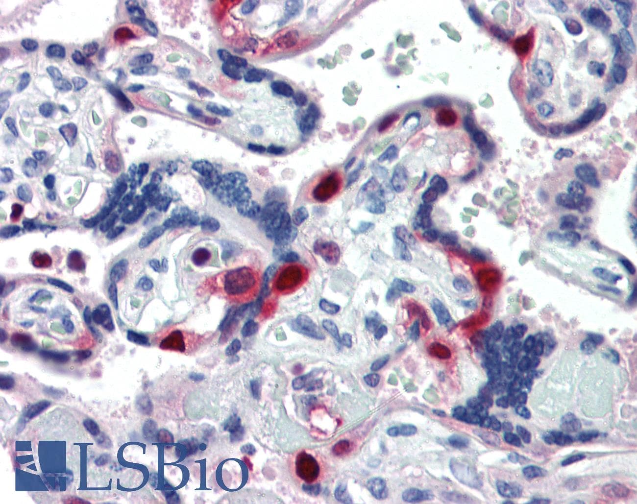 IHC-plus™ PCNA Antibody (clone PC10)