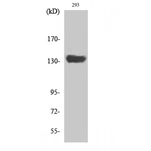 SCAF1 Antibody (10-90 aa, N-terminal)
