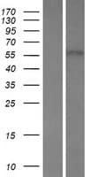 FBXW8 Protein (Over-Expression Lysate Myc-DDK (Flag))