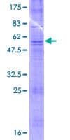 Human OR52A1 Protein (Recombinant GST)
