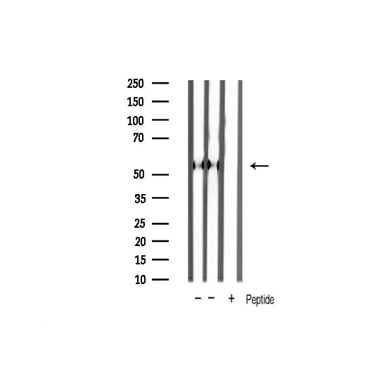 SMAD2 Antibody