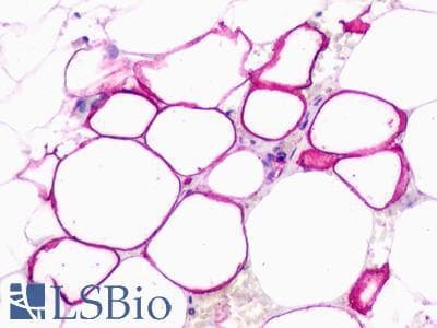 PathPlus™ C5AR2 / GPR77 / C5L2 Antibody (C-Terminus)