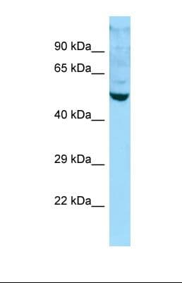 BCAS1 / NABC1 Antibody (aa380-429)