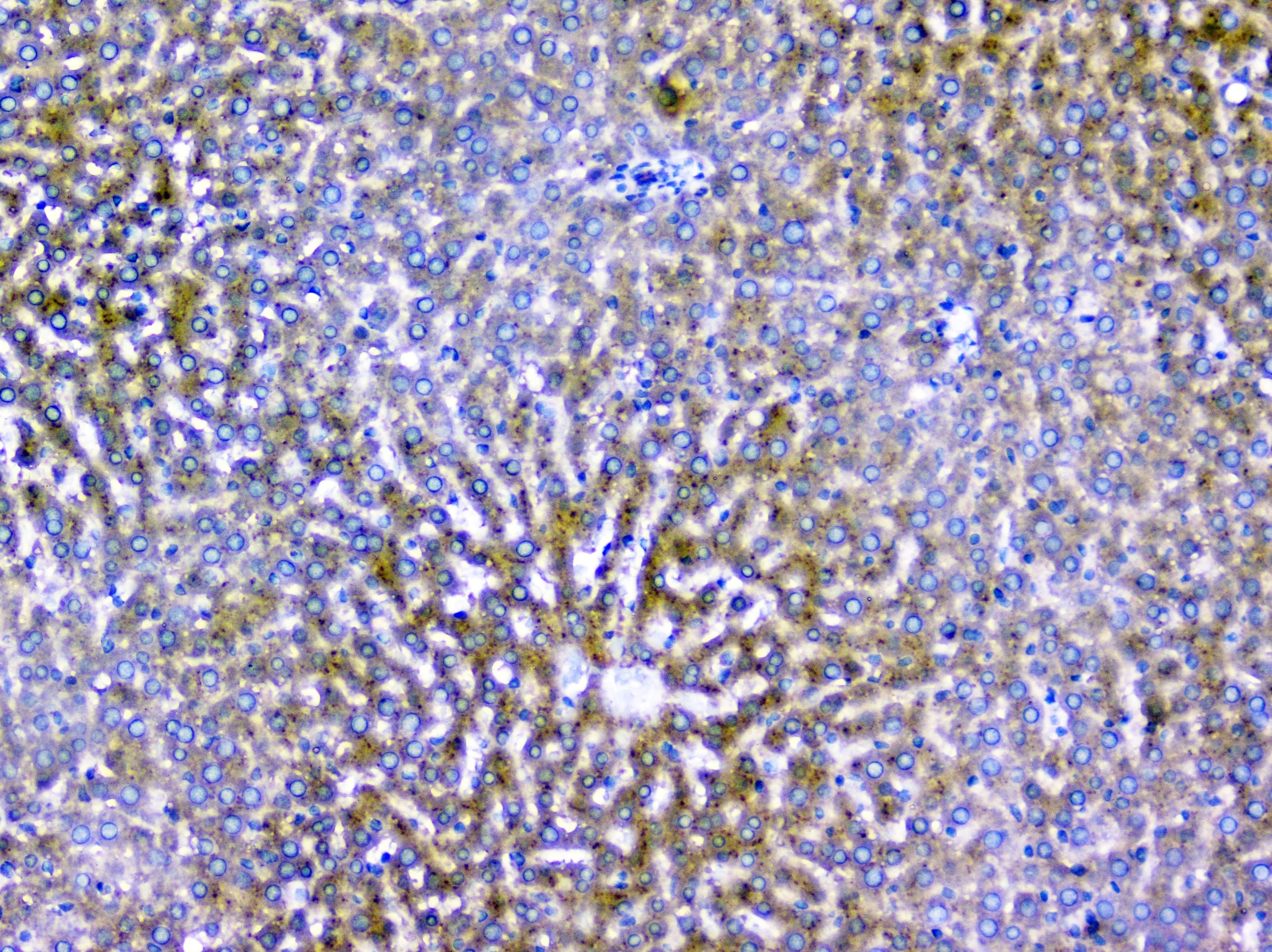 PDCD6IP / ALIX Antibody (aa2-330)