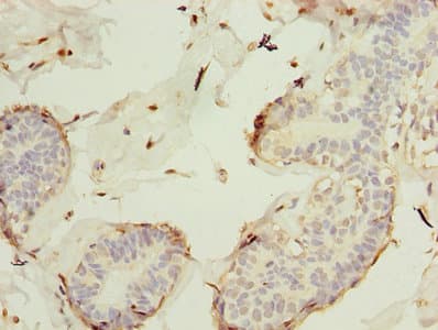 KEL / CD238 Antibody