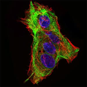 SYCP3 / SCP3 Antibody (aa27-128, clone 6F9B6)
