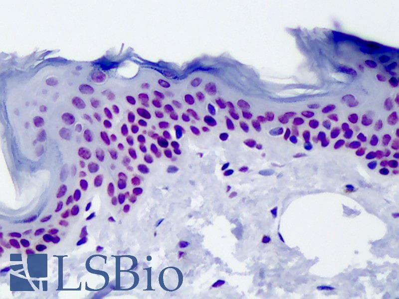 IHC-plus™ Histone H4 Antibody (Acetyl-Lys12)