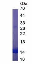 Mouse Hemoglobin Protein (Native)
