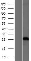 TRIM40 Protein (Over-Expression Lysate Myc-DDK (Flag))