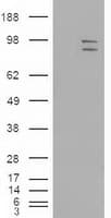 Monoclonal Mouse anti-Human MAPK6 / ERK3 Antibody (clone OTI5E1, IF, WB)