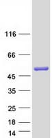 Human CTBP2 Protein (Recombinant Myc-DDK (Flag))
