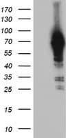 NLN / Neurolysin Antibody (clone OTI1D6)