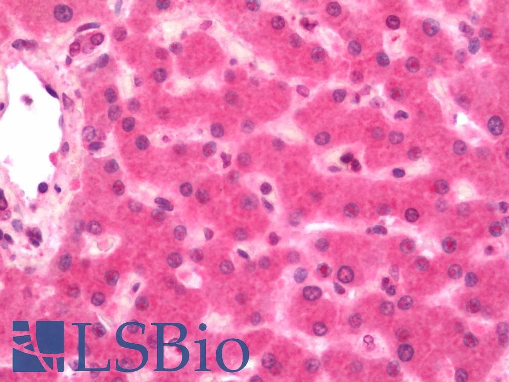 IHC-plus™ Complement C1R Antibody (clone 1F1)