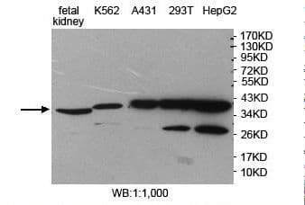 STOML2 Antibody (aa173-356)