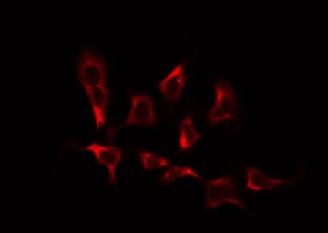 BRP44L Antibody