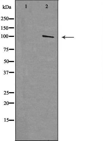 MTTP / MTP Antibody