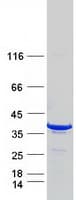 Human STX3 / Syntaxin 3 Protein (Recombinant Myc-DDK (Flag))