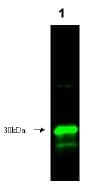 KLK3 / PSA Antibody (Preservative Free, Biotin)