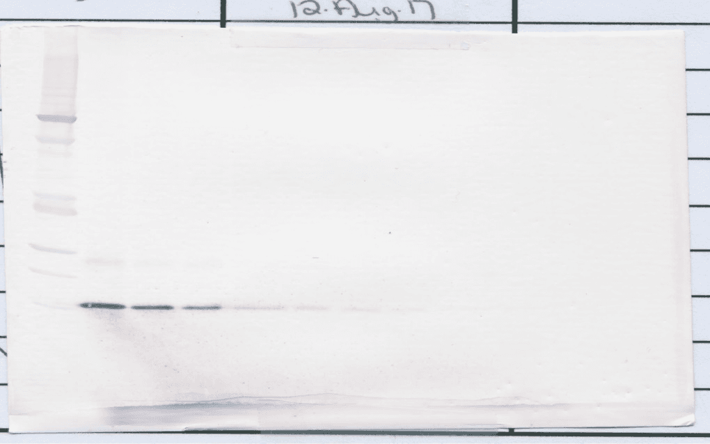 AREG / Amphiregulin Antibody (Biotin)