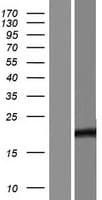 TCF24 Protein (Over-Expression Lysate Myc-DDK (Flag))