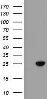 SPATC1L / C21orf56 Antibody (clone OTI1H6)