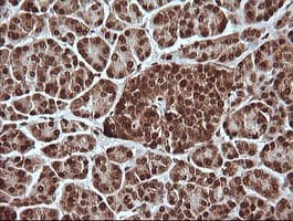 MAPK4 / ERK4 Antibody (clone OTI2D7)
