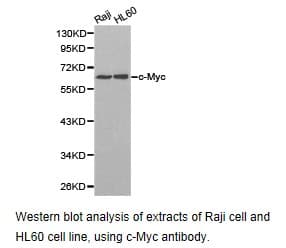 CCNC / Cyclin C Antibody