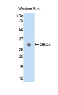 MYD88 Antibody (aa32-265, HRP)