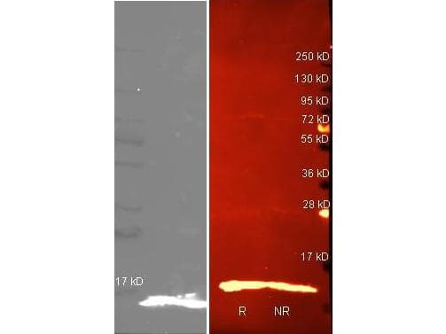 LYZ / Lysozyme Antibody (Lyophilized, Biotin)