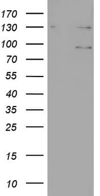 N4BP2L2 Antibody (clone OTI1C8, Carrier-free)