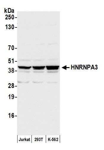 HNRNPA3 / HnRNP A3 Antibody (aa1-50)