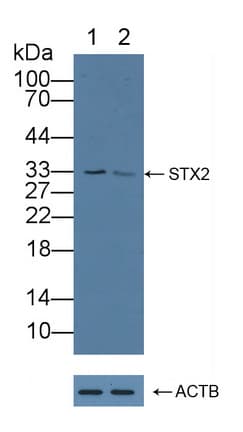 STX2 / Syntaxin 2 Antibody (aa8-262)