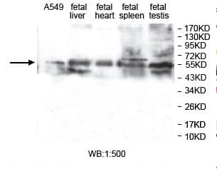 ZNF701 Antibody (aa1-291)