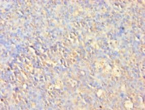 AKT1 Antibody