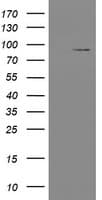 TLE1 / TLE 1 Antibody (clone OTI3C9)