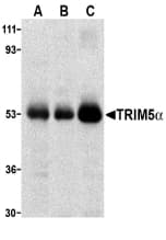 TRIM5 Antibody