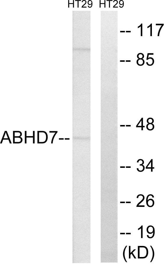 EPHX4 / Epoxide Hydrolase 4 Antibody