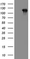 CCK4 / PTK7 Antibody (clone OTI1G4)